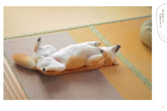 DOGE DAY 2025 世界一有名な柴犬「Doge」の象徴 かぼすちゃんの写真集が30％OFFに！期間限定でKABOSU FAIR（かぼすフェア）の開催が決定！ 画像 2