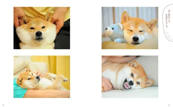 DOGE DAY 2025 世界一有名な柴犬「Doge」の象徴 かぼすちゃんの写真集が30％OFFに！期間限定でKABOSU FAIR（かぼすフェア）の開催が決定！ 画像 3