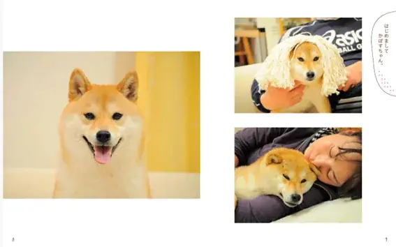 DOGE DAY 2025 世界一有名な柴犬「Doge」の象徴 かぼすちゃんの写真集が30％OFFに！期間限定でKABOSU FAIR（かぼすフェア）の開催が決定！ 画像 4