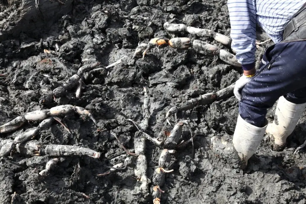 11/8「徳島県れんこんの日」＆ 11/17「蓮根の日」☆11月限定【旬！徳島れんこんフェア】4つのレストランで16メニュー登場♪ 画像 17