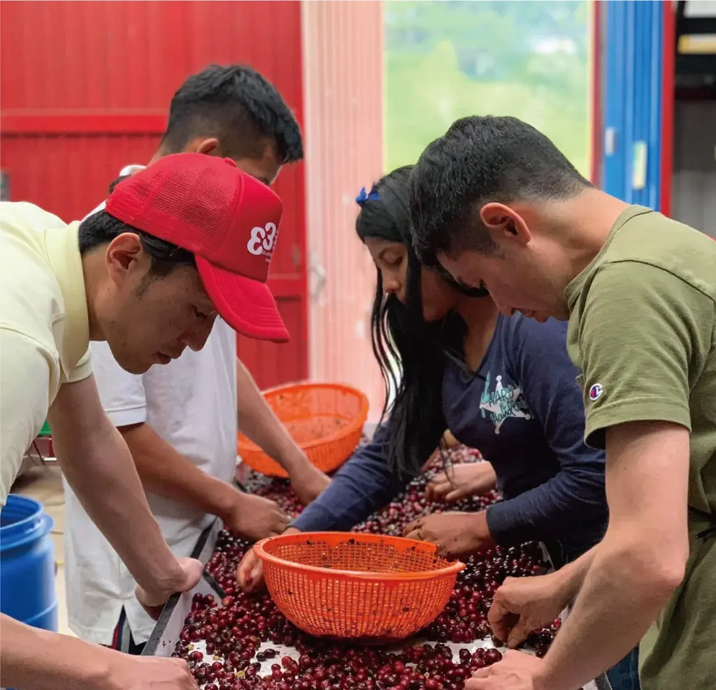【３つの 日本一】超おめでとう エスメラルダ ゲイシャまつり ・Wバリスタ優勝（パナマ ゲイシャ）１１月８(土)９(日)　茨城ひたちなか つくば ＆ 東京KITTE丸の内 画像 10