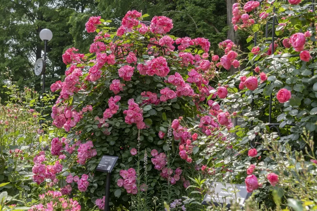 「練馬区立 四季の香ローズガーデン」ガーデンイルミネーション開催／温かな光で冬のローズガーデンを包み込む 画像 8