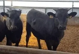 【高島屋オンラインストア】「ブラックフライデー」開催！今年はお得な商品を一足早く手に入れられる、タカシマヤアプリ会員様限定の先行販売も初開催 画像 5