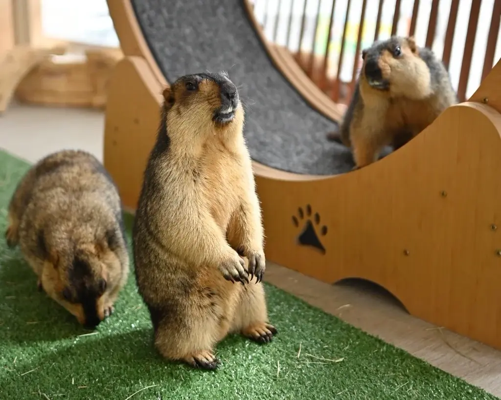 11月7日グランドオープン　マーモット村大阪が示す“見るだけで守る”保護カフェ