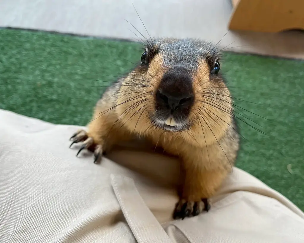 世界初のマーモット保護カフェ「マーモット村大阪」プレオープン初日から満員御礼 「見るだけで守る」新しい保護のカタチ 画像 2