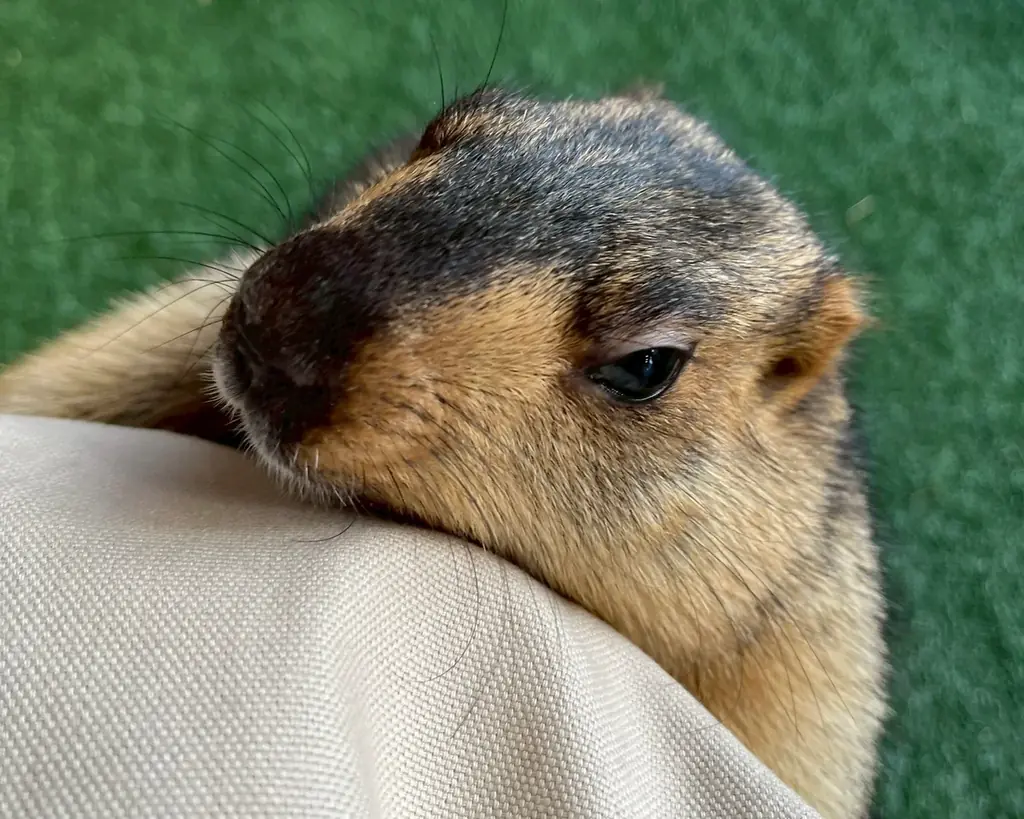 世界初のマーモット保護カフェ「マーモット村大阪」プレオープン初日から満員御礼 「見るだけで守る」新しい保護のカタチ 画像 3