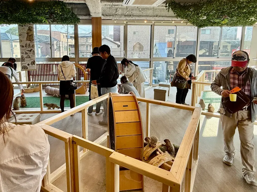 世界初のマーモット保護カフェ「マーモット村大阪」プレオープン初日から満員御礼 「見るだけで守る」新しい保護のカタチ 画像 4