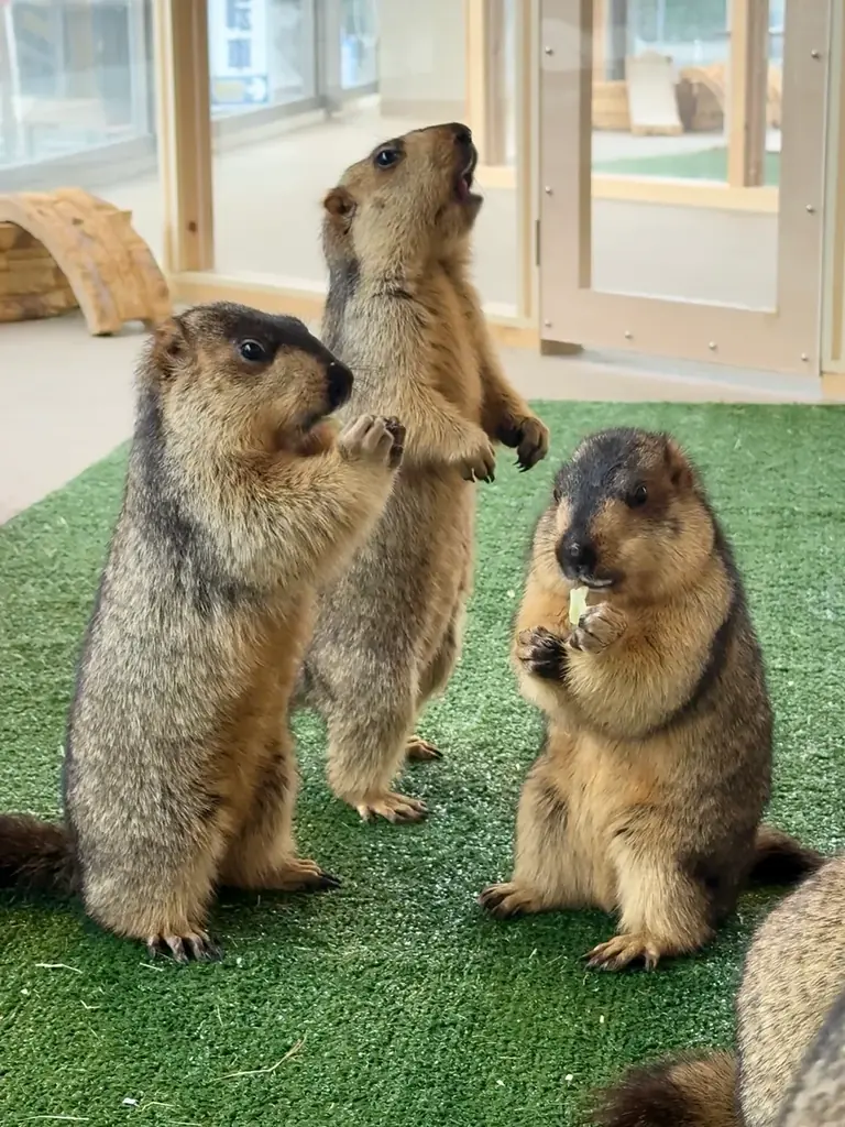 世界初のマーモット保護カフェ「マーモット村大阪」プレオープン初日から満員御礼 「見るだけで守る」新しい保護のカタチ 画像 5