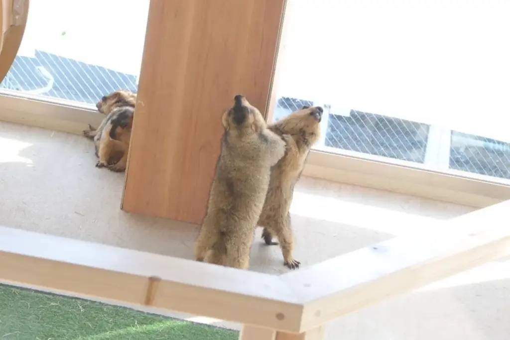 世界初のマーモット保護カフェ「マーモット村大阪」プレオープン初日から満員御礼 「見るだけで守る」新しい保護のカタチ 画像 6