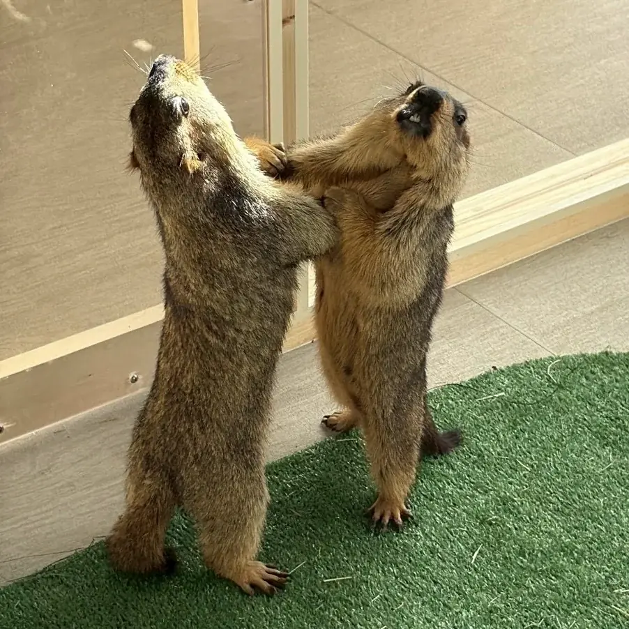 世界初のマーモット保護カフェ「マーモット村大阪」プレオープン初日から満員御礼 「見るだけで守る」新しい保護のカタチ 画像 7