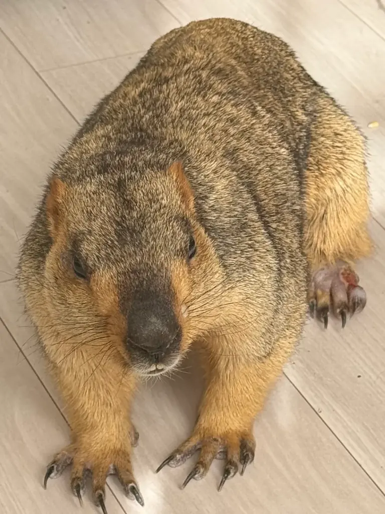 世界初のマーモット保護カフェ「マーモット村大阪」プレオープン初日から満員御礼 「見るだけで守る」新しい保護のカタチ 画像 8