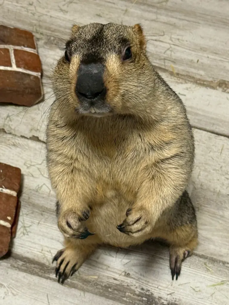 世界初のマーモット保護カフェ「マーモット村大阪」プレオープン初日から満員御礼 「見るだけで守る」新しい保護のカタチ 画像 9