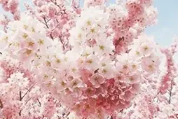 予防美髪ケアの「いち髪」から今年も数量限定発売春の訪れを感じる「春めき（桜）満開の香り」シャンプー＆コンディショナー 画像 3