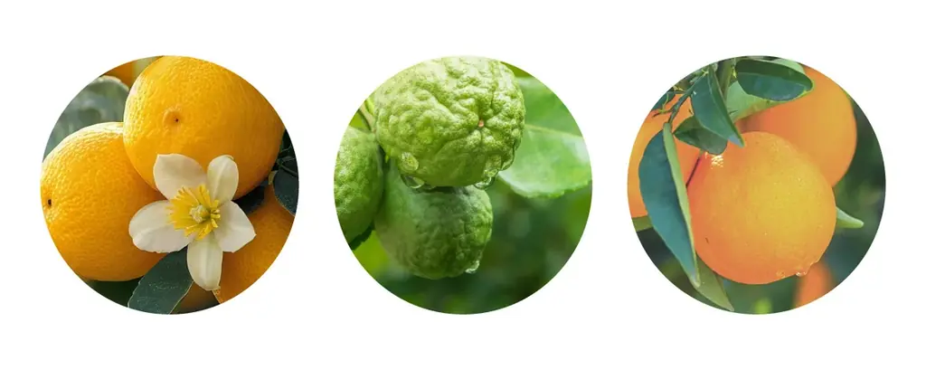 OSAJI（オサジ）より、オーロラのようなやわらかなきらめきを閉じ込めた特別デザインのハンド美容液・リップ美容液が2025年12月19日（金）より数量限定発売。 画像 2