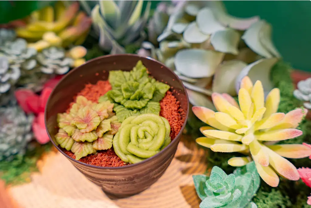 神戸・北野異人館街に“食べられる多肉植物ケーキ”誕生。 画像 5