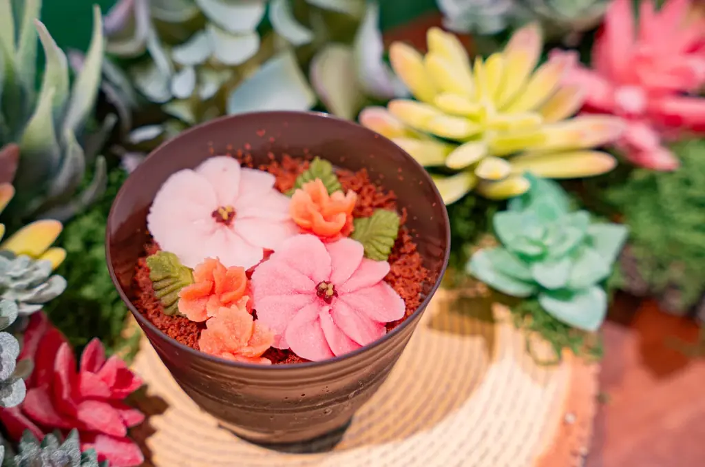 神戸・北野異人館街に“食べられる多肉植物ケーキ”誕生。 画像 6