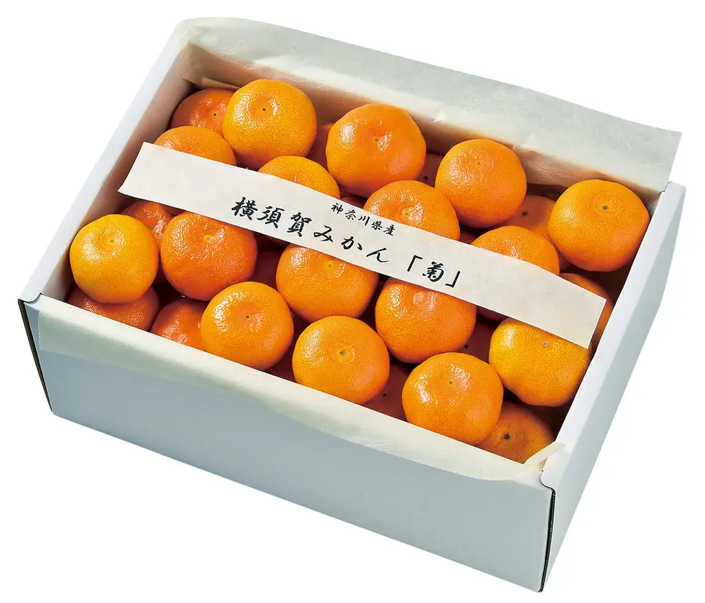 フルーツショップ青木、冬ギフト受注開始　横須賀みかん登場