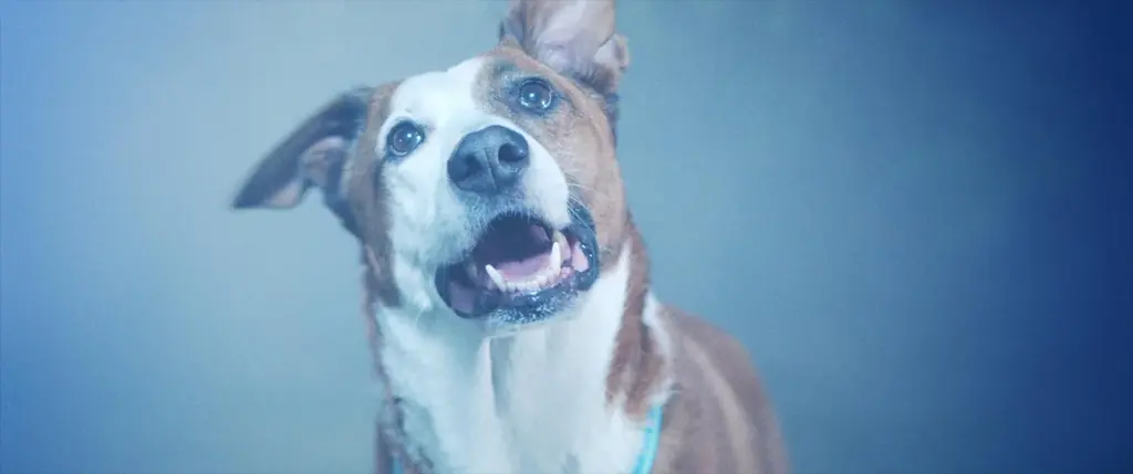 【SAMANSA】11月第1週の新作ショート映画ラインナップを発表！アムステルダムを舞台に描かれる3連発コメディから悪霊と戦うワンちゃんのホラー作品を含む4本を公開！ 画像 6