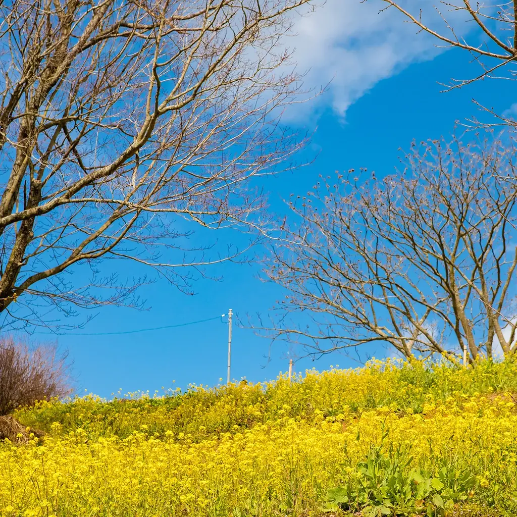 伊予市観光物産協会 ソレイヨ×極楽湯・RAKU SPA「ますます、いよし。」フェアを11月5日(水)より開催！ 画像 8