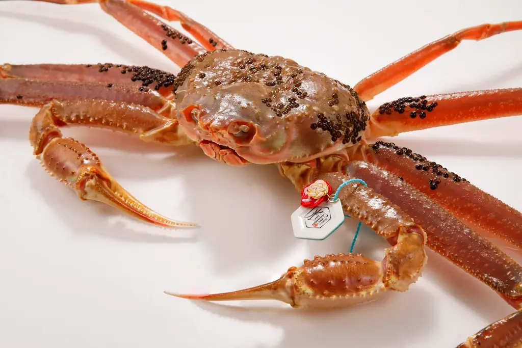 【3年ぶりに解禁初日の全地区出漁】11月6日にズワイガニ漁解禁、初セリと最高額を決める「蟹-1グランプリ」開催。石川県産の雄ズワイガニ（加能ガニ）の最高級ブランド「輝」は歴代2位の450万円で落札。 画像 10