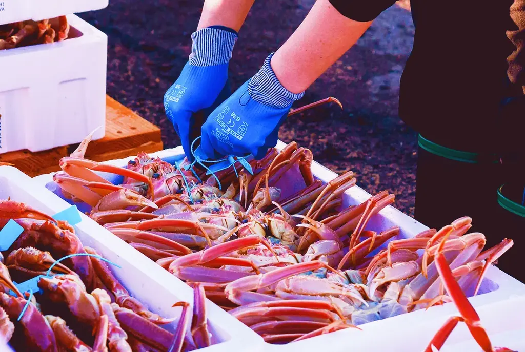 【3年ぶりに解禁初日の全地区出漁】11月6日にズワイガニ漁解禁、初セリと最高額を決める「蟹-1グランプリ」開催。石川県産の雄ズワイガニ（加能ガニ）の最高級ブランド「輝」は歴代2位の450万円で落札。 画像 13