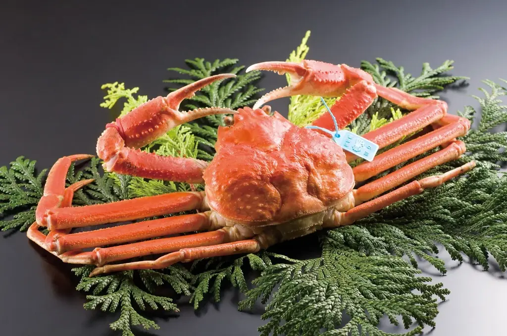 【3年ぶりに解禁初日の全地区出漁】11月6日にズワイガニ漁解禁、初セリと最高額を決める「蟹-1グランプリ」開催。石川県産の雄ズワイガニ（加能ガニ）の最高級ブランド「輝」は歴代2位の450万円で落札。 画像 8