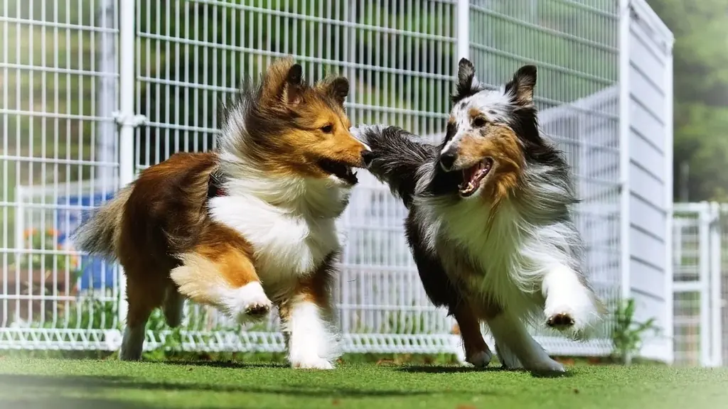 楽しさ満載の1日を先取り！「Fan Fun Day 2025 in Solana木更津」プログラム公開 画像 3