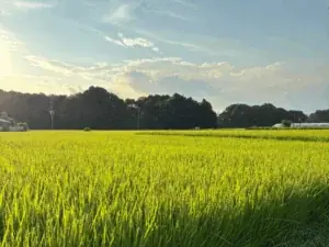 TAKANAWA GATEWAY CITYで初の3万人規模イベント『EAT JAPAN！〜Nippon Taste Festival〜』11月8日・9日開催 画像 6