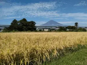 TAKANAWA GATEWAY CITYで初の3万人規模イベント『EAT JAPAN！〜Nippon Taste Festival〜』11月8日・9日開催 画像 9