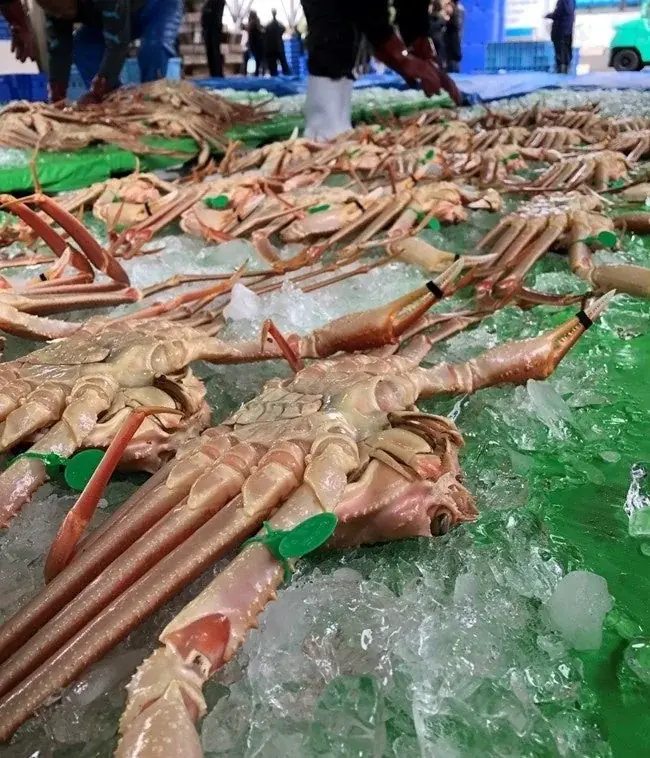 【華ひらく松葉ガニ】京都で味わう極上活松葉ガニ ！良質な活蟹＆茹で蟹を贅沢に堪能！至福のひと時を味わう匠（たくみ）フルコース 2025年度受付を開始 京都旅館「よさの荘」 画像 9