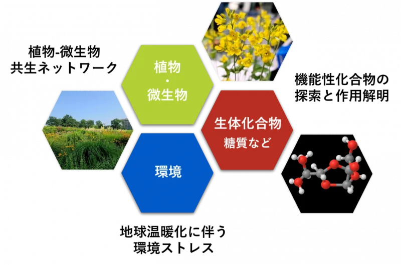 【岡山大学】ナガセヴィータ株式会社との共同研究講座「糖質・植物生化学講座」を開設～糖質と植物の力を活用し、地球温暖化時代の食糧問題に挑戦～ 画像 4
