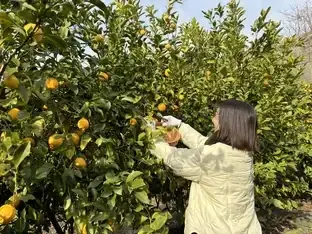 ANA「農園プロジェクト」広島県産レモン収穫体験ツアー2025年11月10日発売のお知らせ 画像 2