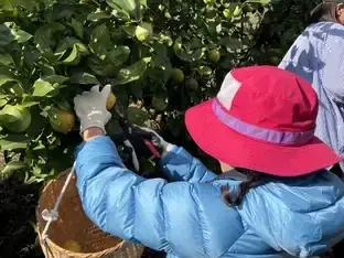 ANA「農園プロジェクト」広島県産レモン収穫体験ツアー2025年11月10日発売のお知らせ 画像 3