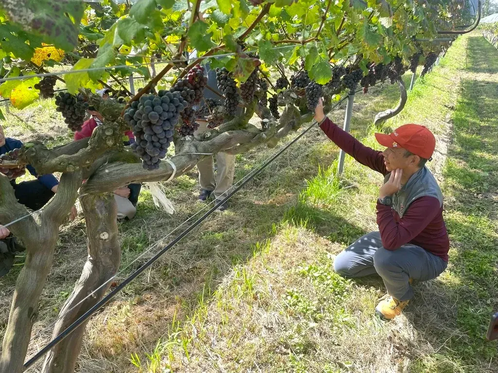 日本ワインの未来を守る！　ワインブドウ病理のエキスパート・荷田瑞穂准教授（バージニア工科大学）による全国セミナー・ワークショップを開催 画像 3
