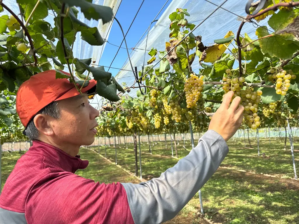 日本ワインの未来を守る！　ワインブドウ病理のエキスパート・荷田瑞穂准教授（バージニア工科大学）による全国セミナー・ワークショップを開催 画像 4