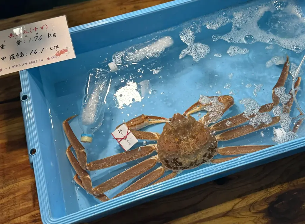 【金沢回転寿司 輝らり】“冬の味覚の女王”『香箱ガニ』が今年も登場！漁期わずか２か月未満の希少な美味を「カニ面」「軍艦巻き」で提供 画像 5