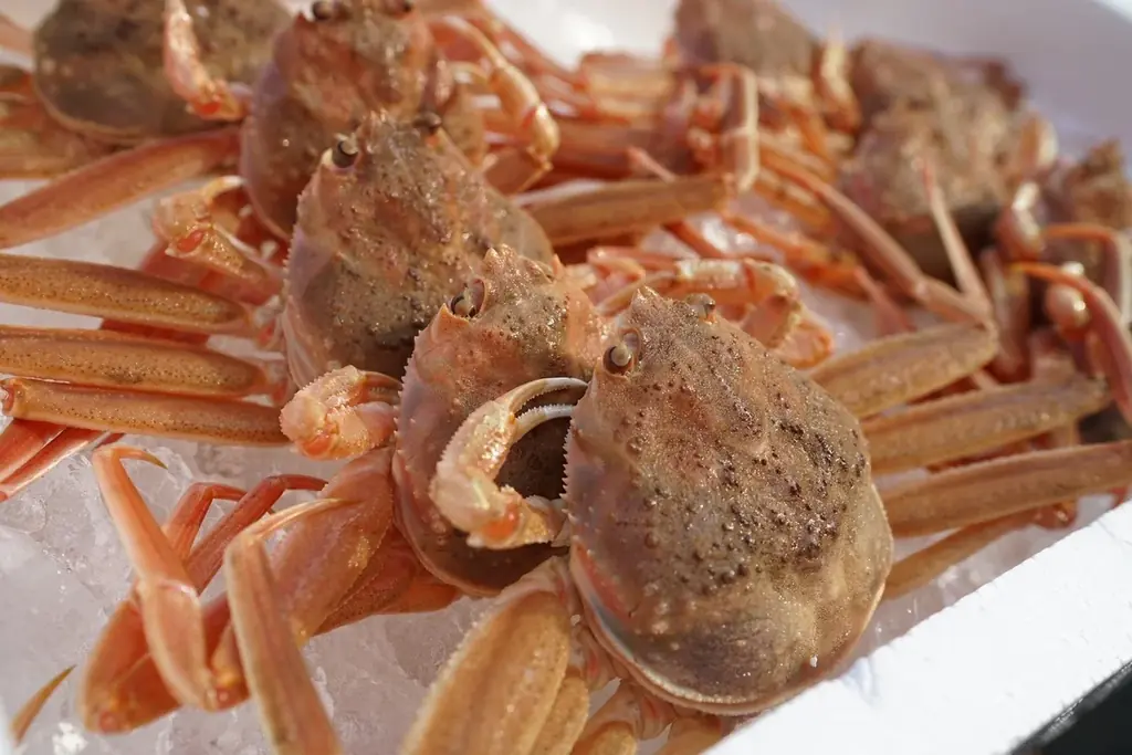 【金沢回転寿司 輝らり】“冬の味覚の女王”『香箱ガニ』が今年も登場！漁期わずか２か月未満の希少な美味を「カニ面」「軍艦巻き」で提供 画像 6