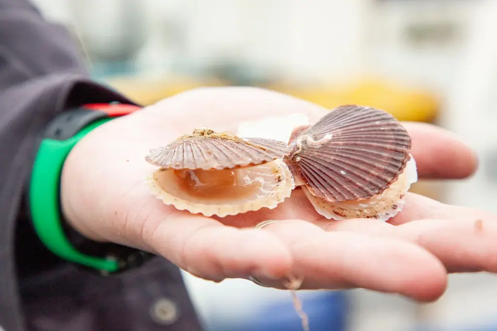 北海道興部（おこっぺ）町から、ふるさと納税でも人気のホタテをプレゼント！「もっと多くの人に食べていただきたい！」おこっぺ町観光協会がオンラインショップでキャンペーンをおこないます！ 画像 3