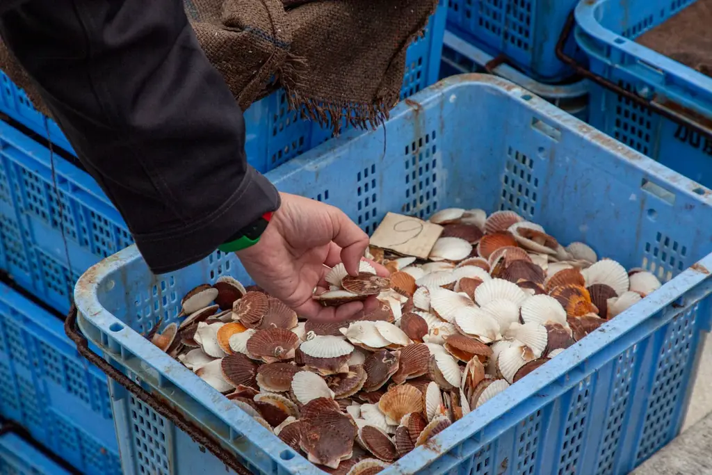 北海道興部（おこっぺ）町から、ふるさと納税でも人気のホタテをプレゼント！「もっと多くの人に食べていただきたい！」おこっぺ町観光協会がオンラインショップでキャンペーンをおこないます！ 画像 4