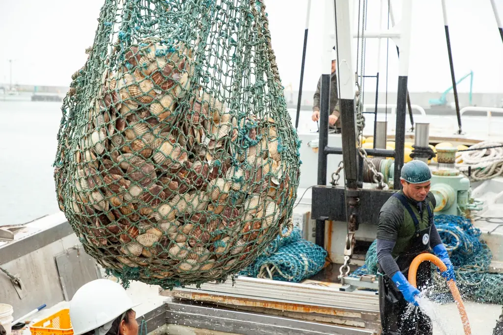 北海道興部（おこっぺ）町から、ふるさと納税でも人気のホタテをプレゼント！「もっと多くの人に食べていただきたい！」おこっぺ町観光協会がオンラインショップでキャンペーンをおこないます！ 画像 5