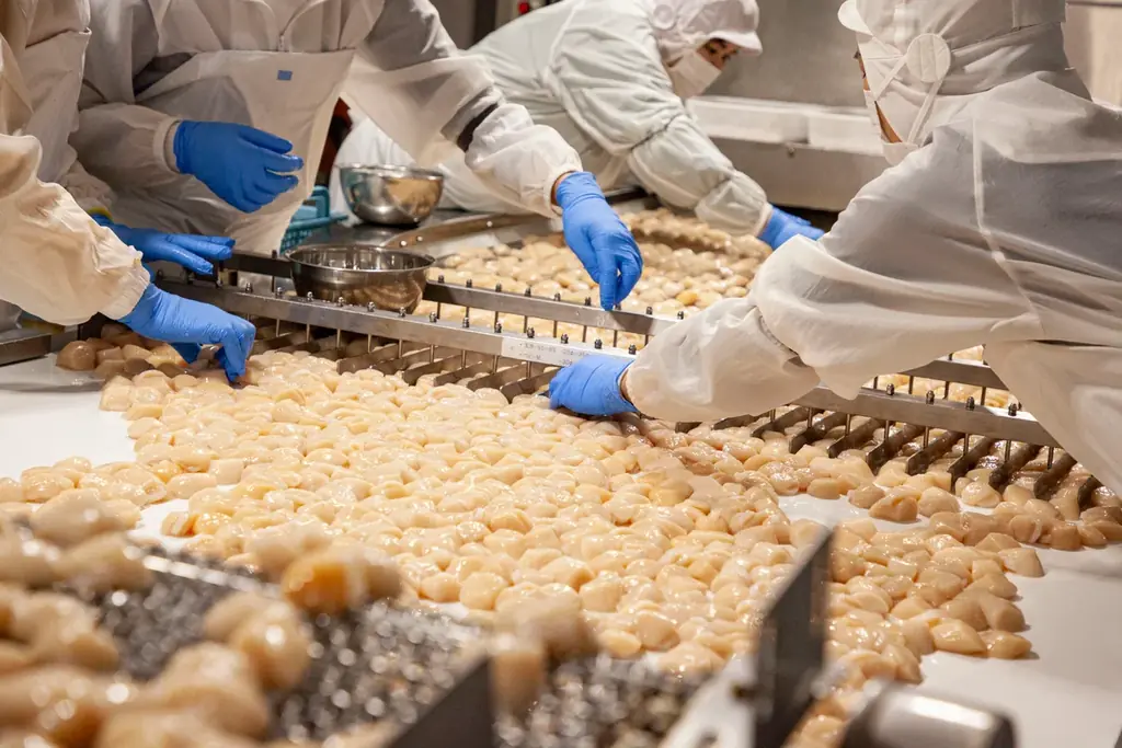 北海道興部（おこっぺ）町から、ふるさと納税でも人気のホタテをプレゼント！「もっと多くの人に食べていただきたい！」おこっぺ町観光協会がオンラインショップでキャンペーンをおこないます！ 画像 6