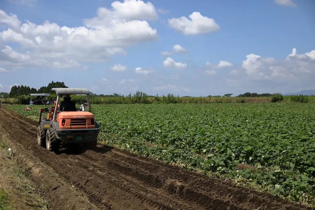 【クリスマス限定】芋屋⾦次郎より、クリスマスケーキを本日より数量限定で予約受付開始！ 画像 8
