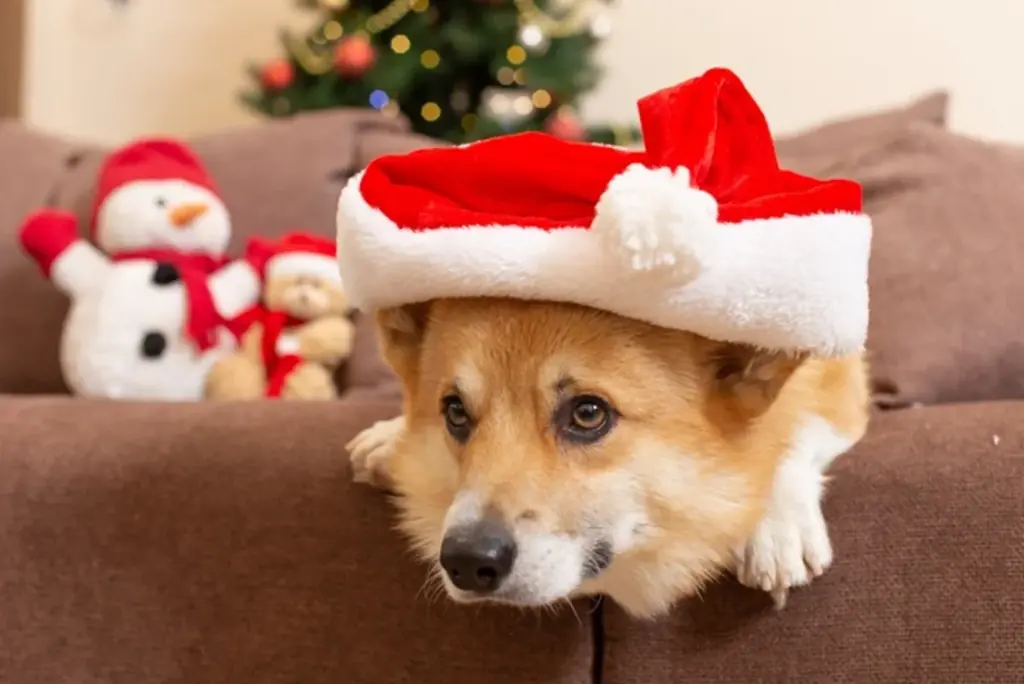 蓼科で愛犬とクリスマス