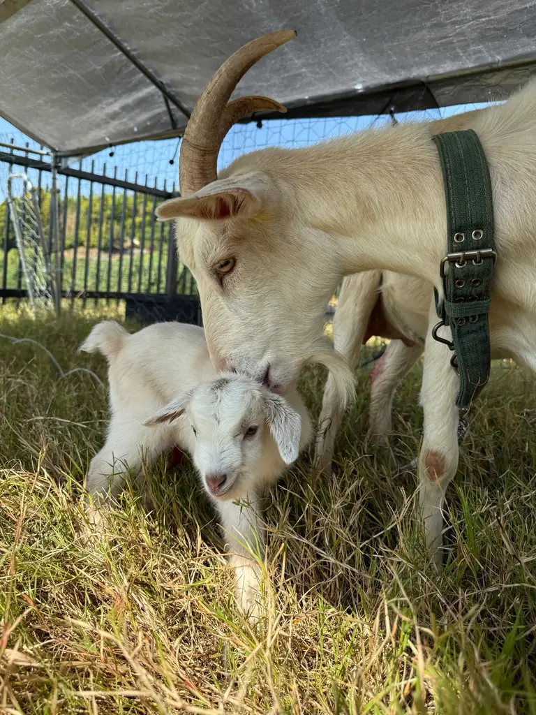 和歌山のヴィラリゾート『かなたのさと』でヤギの赤ちゃん誕生！ペア宿泊券が当たるメェメェ～（命名）募集キャンペーン実施 画像 2
