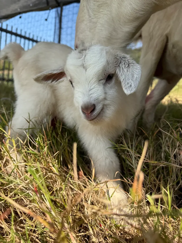 和歌山のヴィラリゾート『かなたのさと』でヤギの赤ちゃん誕生！ペア宿泊券が当たるメェメェ～（命名）募集キャンペーン実施 画像 3