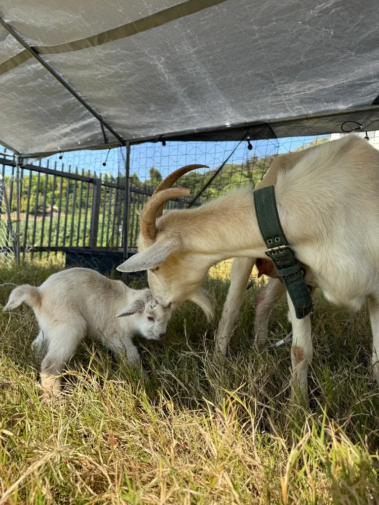和歌山のヴィラリゾート『かなたのさと』でヤギの赤ちゃん誕生！ペア宿泊券が当たるメェメェ～（命名）募集キャンペーン実施 画像 4