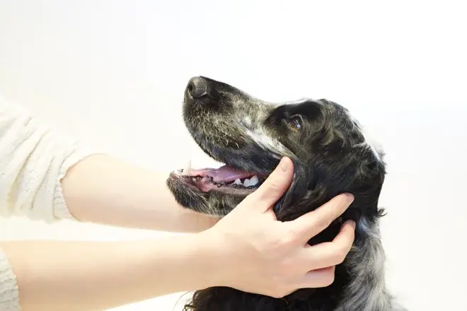 2026年4月開設 アニコム×大阪大学が犬の口腔ケア研究