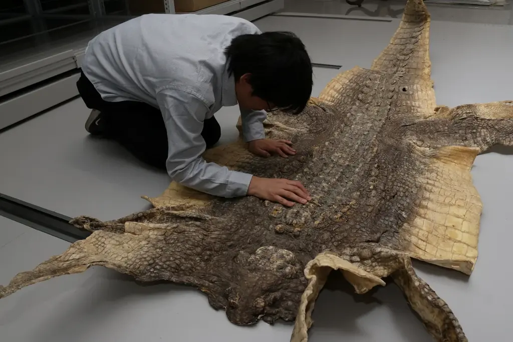 【国立科学博物館】企画展「ワニ」開催のお知らせ 画像 2