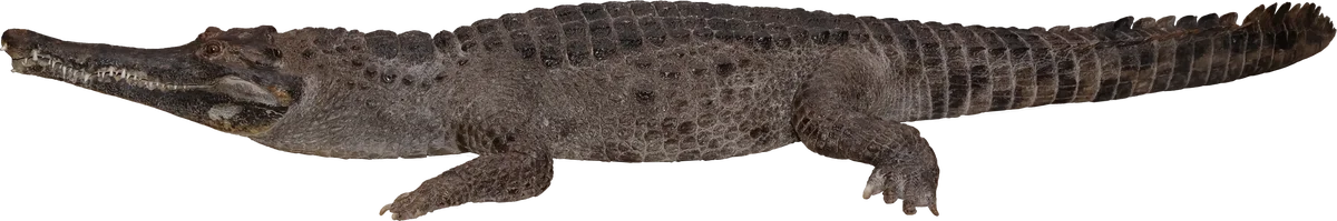 【国立科学博物館】企画展「ワニ」開催のお知らせ 画像 4