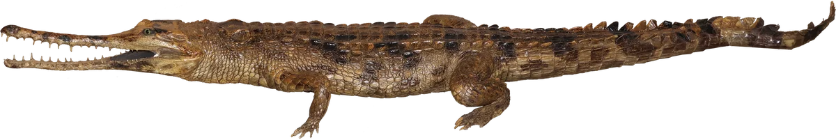 【国立科学博物館】企画展「ワニ」開催のお知らせ 画像 6